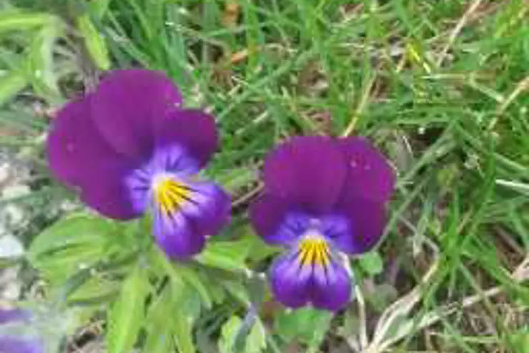 fialka