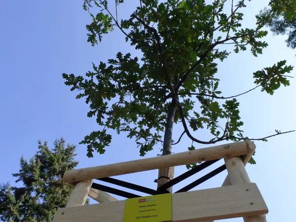 The company FCC Znojmo (CZ) has adopted a tree