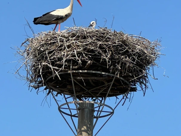 Storks at Zohor landfill: New nesting plans!