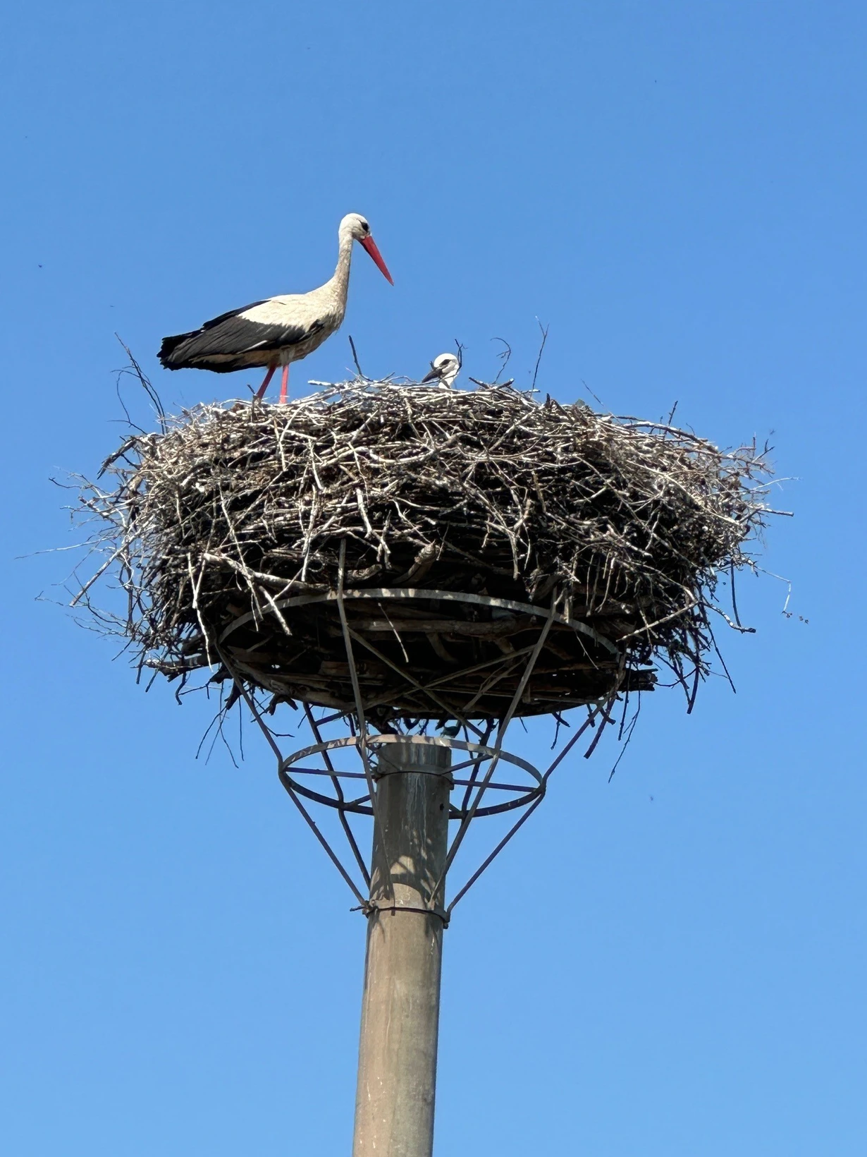 Storks at Zohor landfill: New nesting plans!