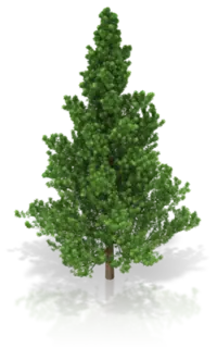 pine_tree