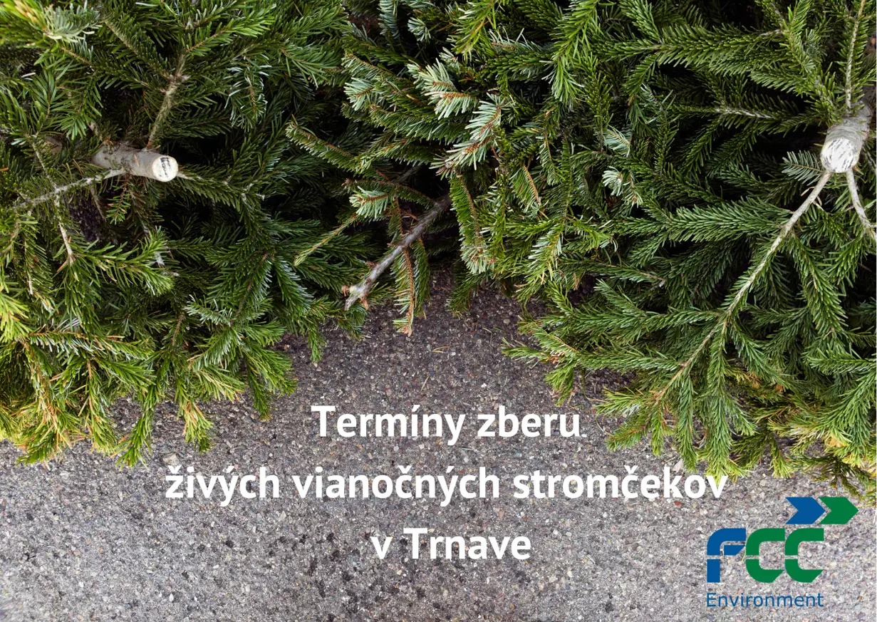 Zber živých vianočných stromčekov v Trnave