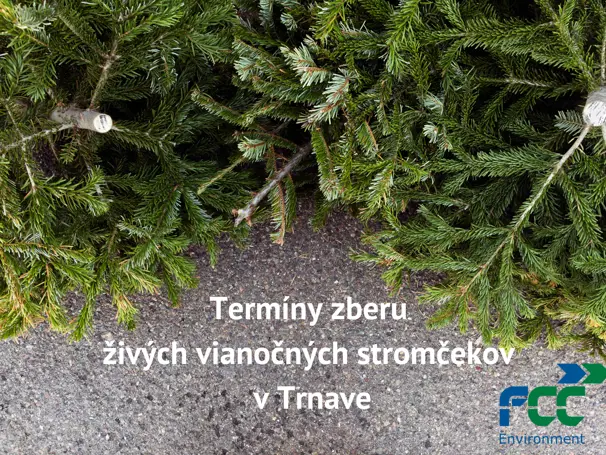 Zber živých vianočných stromčekov v Trnave