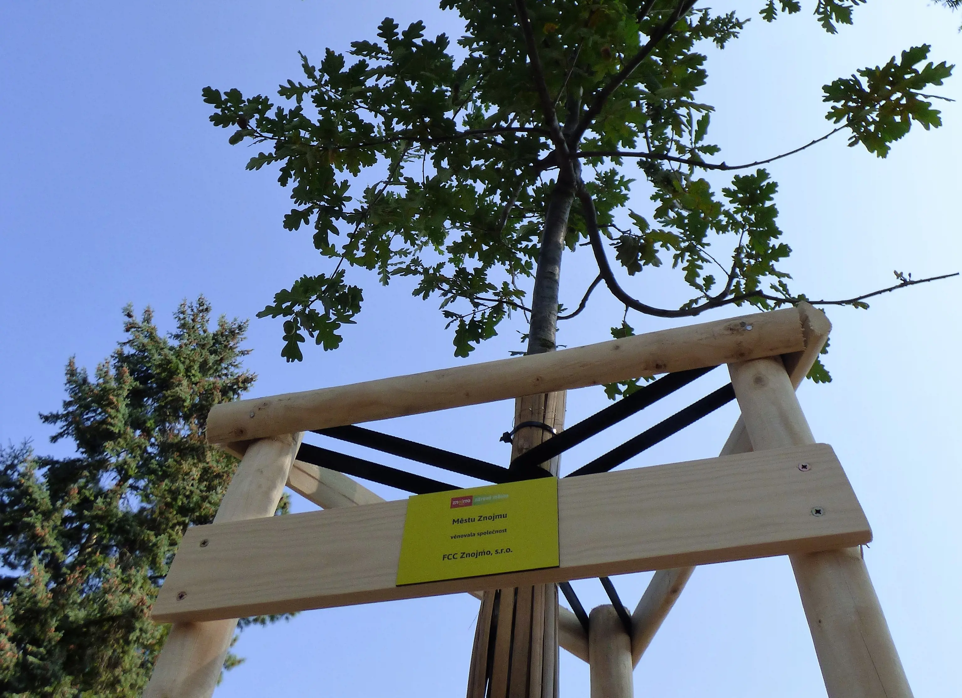 Společnost FCC Znojmo adoptovala strom 